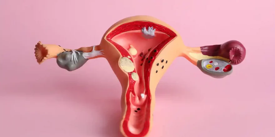 uterus-fallopian-tubes (1)